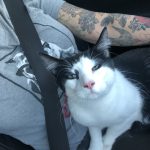 George O’Keefe's First Trip To San Antonio: Deb's cat George in the car with Deb on the way to San Antonio. 