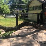 What's Going Down In Deb's Neighborhood?: A ladder in front of Deb's house with a fallen tree in front in front of her fence. 