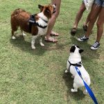 Pup Fest Pics : Two dogs at the Amazon Treasure Truck Pup Fest. 