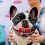 Deb And Alfie At Pup Fest : Alfie at Pup Fest. 