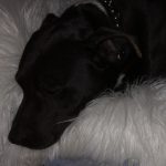 Deb Rescues An Abused Pit Bull: the pit bull Deb rescued sleeping on a furry pillow
