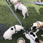 Pup Fest Pics :  Five Frenchies playing at the Amazon Treasure Truck Pup Fest drinking water.