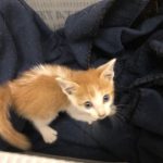  Deb's New Adorable Friend: Deb's new cat in a blanket. 