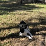 George O’Keefe's First Trip To San Antonio: Deb's cat George playing out side in San Antonio. 