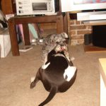 Silent J supervising Blue. : Silent J playing with Blue. 