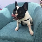Pup Fest Pics : Alfie on a couch at the Amazon Treasure Truck Pup Fest. 