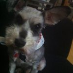 Silent J likes tacos. : Silent J with a scarf. 