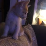 One Big O’Keefe Family: Deb's new kitten sitting up on her couch. 