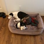 Blue and George : Blue and George after Blue getting his leg amputated. 