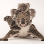 Koalas!!: © Photo by Joel Sartore/National Geographic Photo Ark