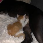 One Big O’Keefe Family: Deb's new kitten suckling Deb's dog Braidy. 