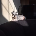 Shady J. : Jason's dog silent J in a shaded room. 