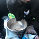 Deb Rescues A Pit : Deb Rescues A Pit, 