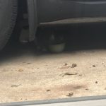 There's A Cat Under The Car : Deb's Cat George and a stray cat hide underneath Deb's car. 