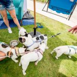 Deb And Alfie At Pup Fest : French Bulldogs at Pup Fest. 