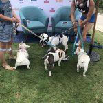 Pup Fest Pics :  Five Frenchies playing at the Amazon Treasure Truck Pup Fest with their moms. 