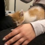  Deb's New Adorable Friend: Deb's new cat licking intern Crista's finger. 