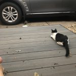 George Trying To Help : Deb's Cat George and a stray cat hide underneath Deb's car. 