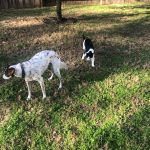 George O'Keefe And His New Friend Playing In San Antonio: George O'Keefe And His New Friend Playing In San Antonio