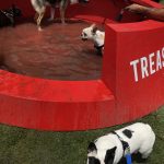 Pup Fest Pics : Treats at the Amazon Treasure Truck Pup Fest. 