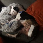 Blue Boy : Blue after getting his leg amputated. 