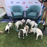 Pup Fest Pics :  Five Frenchies playing at the Amazon Treasure Truck Pup Fest by a blue couch. 