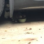 There's A Cat Under The Car : Deb's Cat George and a stray cat hide underneath Deb's car. 