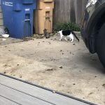 George Trying To Help : Deb's Cat George and a stray cat hide underneath Deb's car. 