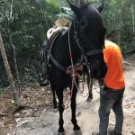 Producer Imari's Trip To Cancun: A horse in the woods in Mexico. 
