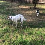 George O'Keefe And His New Friend Playing In San Antonio: George O'Keefe And His New Friend Playing In San Antonio