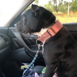 Deb Rescues A Pit : Deb Rescues A Pit, 
