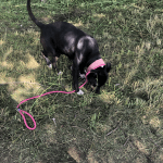 Deb Rescues A Pit : Deb Rescues A Pit. 