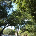 Jason, Deb and Nick Try Out Lime Scooters