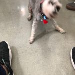 Crazy J. : Jason's dog silent J laying down moving around on concrete floor. 