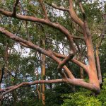 Deb's Hawaiian Holiday : tree 