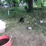 Deb Rescues An Abused Pit Bull: a pit bull in a grassy field with a gross dirty water bowl and beat up dog kennel