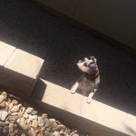 Soaking up the sun. : Jason's dog silent J outside near a ledge. 