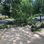What's Going Down In Deb's Neighborhood?: A fallen tree in front of a chord in front of Deb's house. 