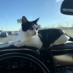 George O’Keefe's First Trip To San Antonio: Deb's cat George in the car with Deb on the way to San Antonio. 