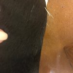 Blue's Doggy Acupuncture: Image of Deb's dog blue with pine needles sticking on his back 