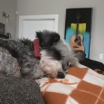 Silent J catching up on #zzzzzz: Jason's dog Silent J napping on an orange blanket. 