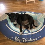 Deb Takes Alfie And Braidy To The Pool: Braidy on a dog bed. 