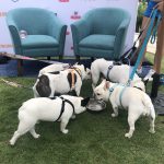 Pup Fest Pics :  Five Frenchies playing at the Amazon Treasure Truck Pup Fest drinking water from a bowl. 