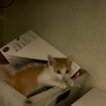  Deb's New Adorable Friend: Deb's new cat in a box.