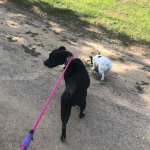 Deb Rescues An Abused Pit Bull: the abused pit bull deb rescued walking next to Deb's french bulldog alfie