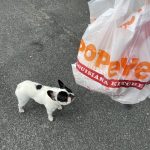The Quest for Popeyes Chicken Sandwiches! : Alfie and Katy wait for popeyes 