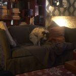 George O’Keefe's First Trip To San Antonio: Deb's cat George in the car with Deb on the way to San Antonio. 