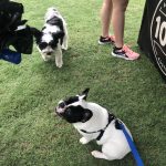 Pup Fest Pics : Twp pups at the Amazon Treasure Truck Pup Fest. 
