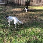 George O'Keefe And His New Friend Playing In San Antonio: George O'Keefe And His New Friend Playing In San Antonio
