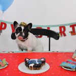 Alfie's 1st Birthday! : Alfie's 1st birthday! 